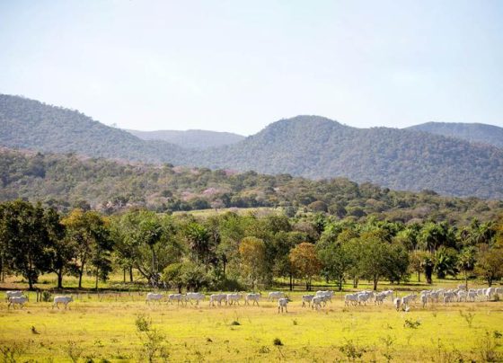 Programa incentiva produtores a manter áreas preservadas no Pantanal - Foto: Assessoria de Comunicação do Sistema Famasul