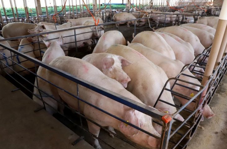 Suinocultura de MS cresce 50% e reforça papel no agronegócio