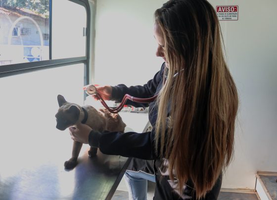 Consultório móvel oferece atendimento gratuito para cães e gatos - Foto: CG Notícias