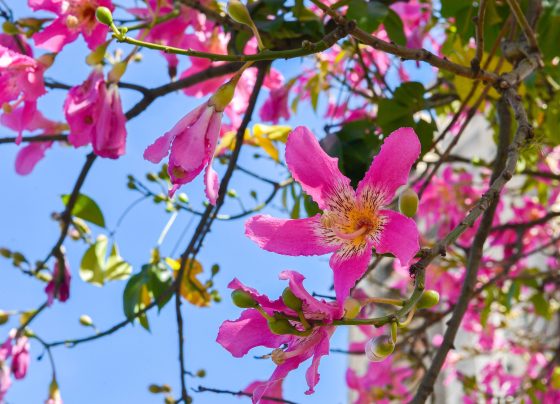 Campo Grande foi a única cidade do Centro-Oeste selecionada para capacitação nacional - Foto: CG Notícias