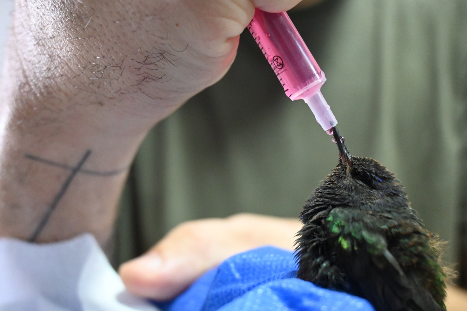 Cetas recebe aves apreendidas e filhote de tamanduá em MS