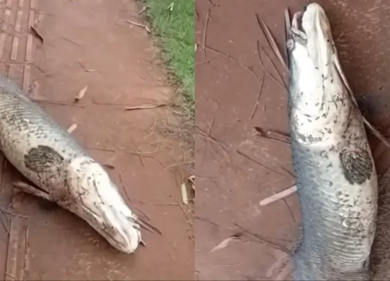 Pirarucu foi encontrado morto em calçada no bairro Rita Vieira - Foto: Reprodução/Campo Grande Mil Grau