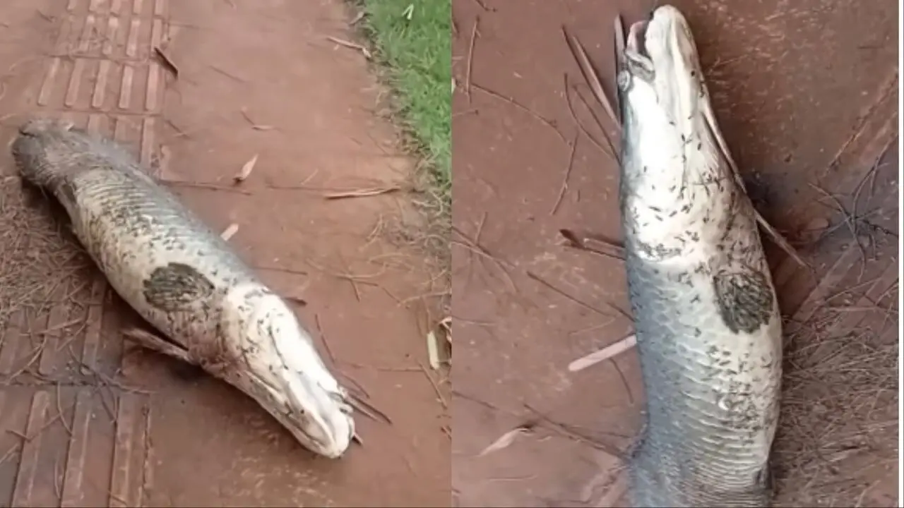 Pirarucu morto é encontrado em calçada de avenida em Campo Grande