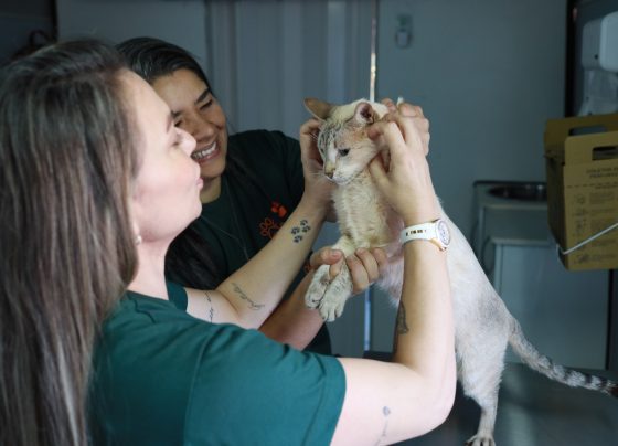 Consultório Móvel da Subea atenderá cães e gatos no bairro Oliveira II - Foto: CG Notícias