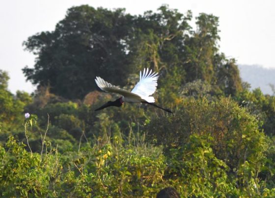 Vegetação nativa preservada no Pantanal de MS - Foto: Bruno Rezende