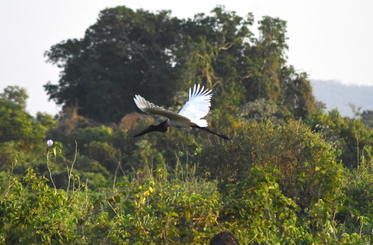 MS registra menor desmatamento do Brasil e preserva Pantanal