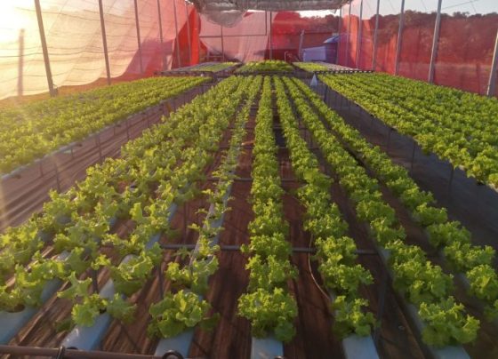 Agricultores familiares aprendem cultivo hidropônico em Naviraí - Foto: Arquivo Pessoal do Pesquisador