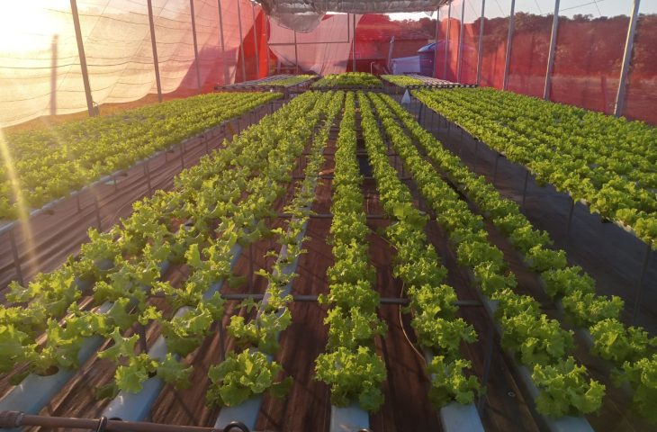 Agricultores de MS ampliam produção e adotam hidroponia com apoio da Fundect