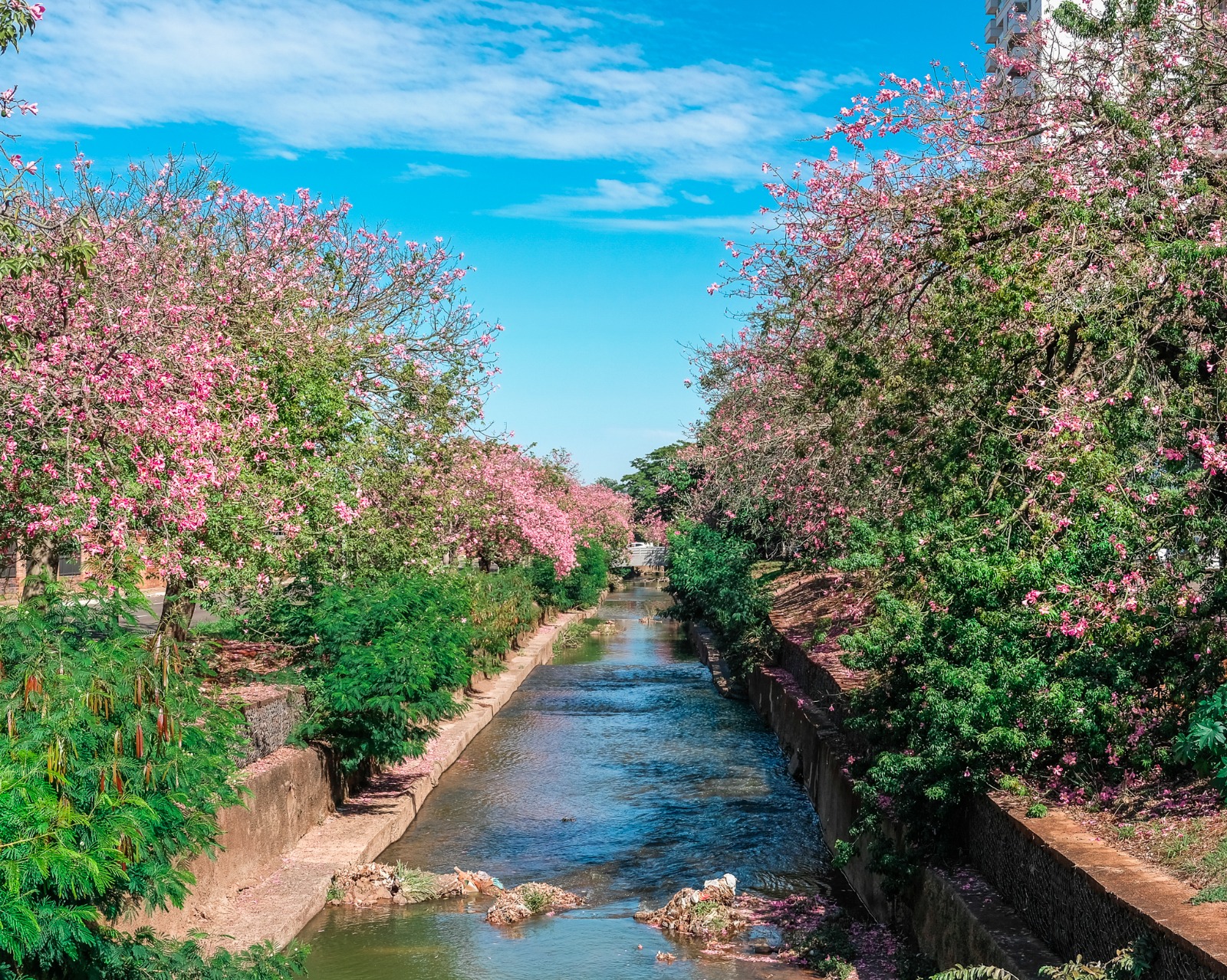 Campo Grande celebra Dia do Meio Ambiente com reconhecimento mundial
