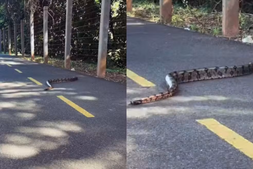 Jiboia é flagrada atravessando ciclovia em Campo Grande