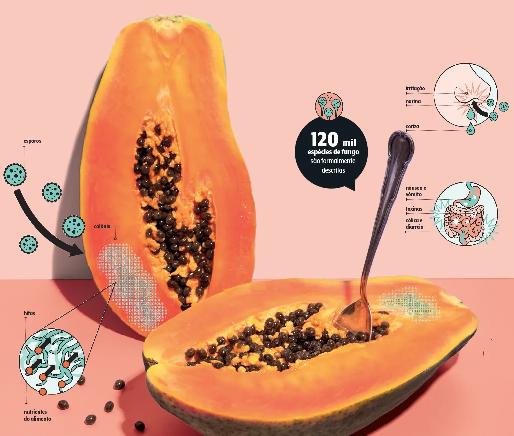 Mofo visível pode indicar que os fungos já se espalharam pelo interior do alimento - Foto: Yulia Reznikov/Getty Images/Ilustração: Rodrigo Damati/Veja Saúde