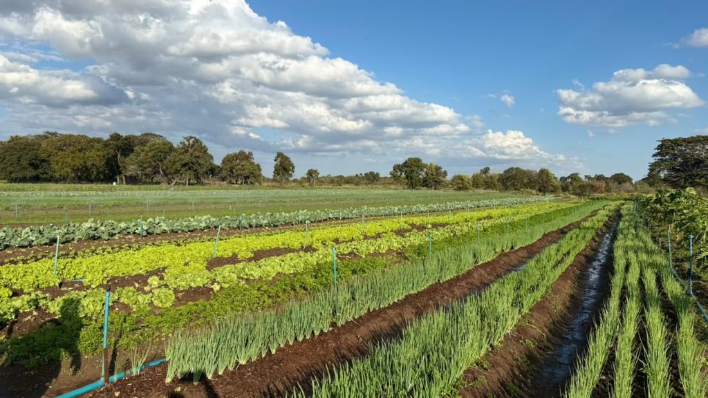 Cooperados participaram de reunião para definir ações de fortalecimento da agricultura urbana - Foto: CG Notícias
