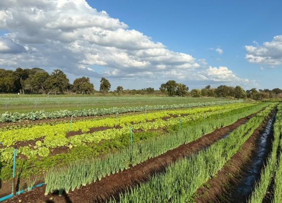 Cooperados participaram de reunião para definir ações de fortalecimento da agricultura urbana - Foto: CG Notícias