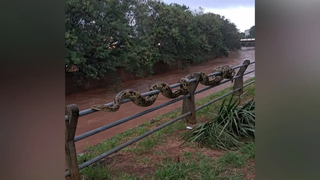 Imagem mostra uma suposta cobra enrolada nas grades do córrego da Avenida Ernesto Geisel - Foto: Fala Povo/Jornal Midiamax