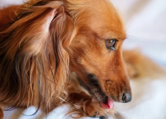 Lambedura repetida pode provocar inflamação e feridas crônicas nas patas dos cães - Foto: Kojirou Sasaki/Unsplash