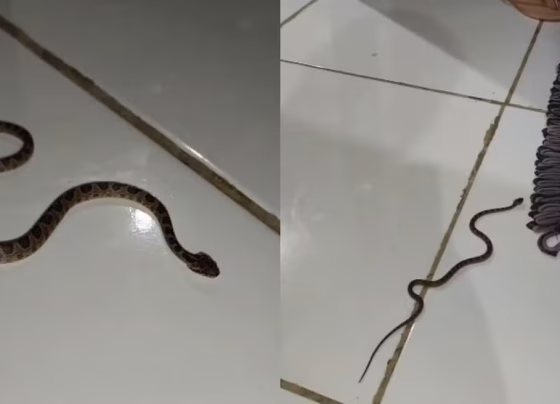 Jararaca foi encontrada dentro de uma casa em uma fazenda localizada às margens da BR-262 - Foto: Wesley Vânia