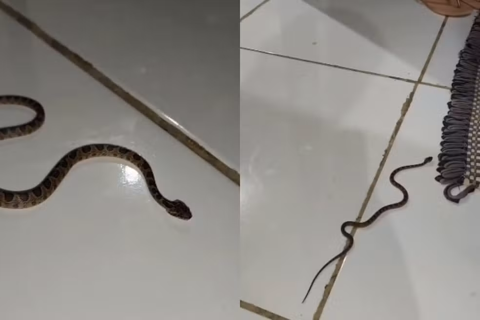 Jararaca é encontrada dentro de casa em fazenda de Miranda