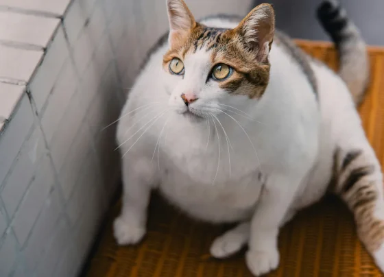 Alterações no corpo e no comportamento podem indicar obesidade em cães e gatos - Foto: Sherman Kwan/Unsplash
