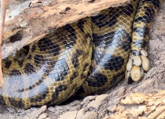 Sucuri-amarela foi registrada com dezenas de carrapatos concentrados na cauda - Foto: Zé Mineiro/Pantanal Oficial