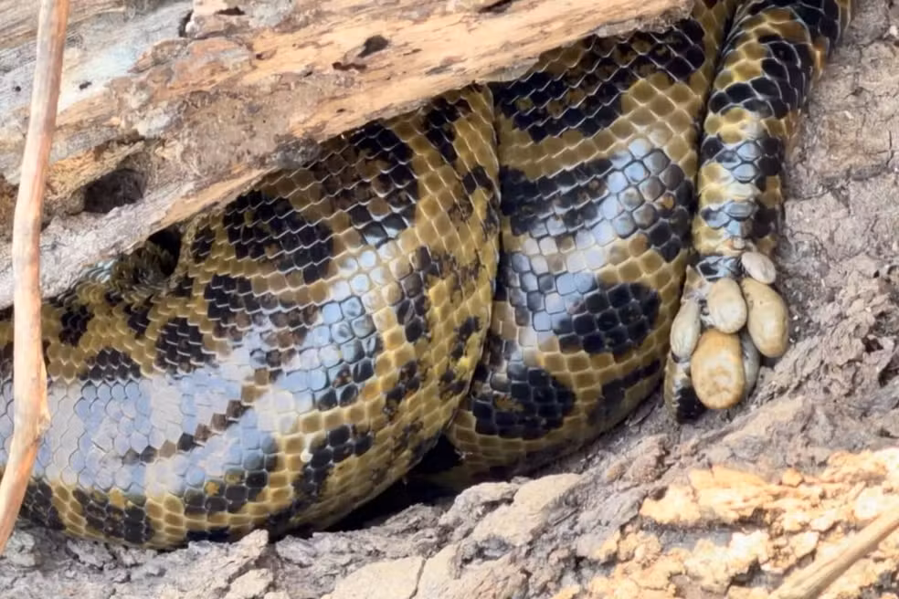 Sucuri-amarela com dezenas de carrapatos chama atenção no Pantanal