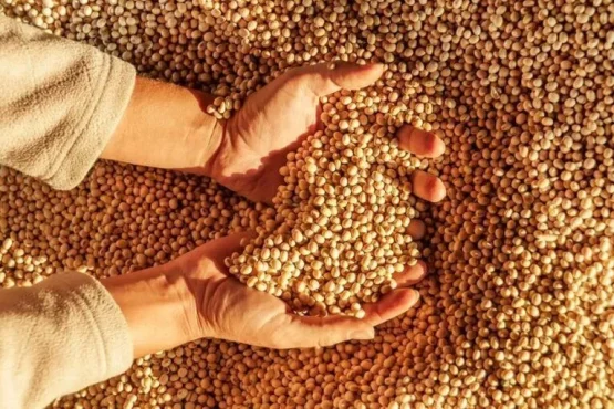 Saca de soja abriu agosto negociada a R$ 144,04 após atingir o maior valor do ano - Foto: Divulgação Croplife