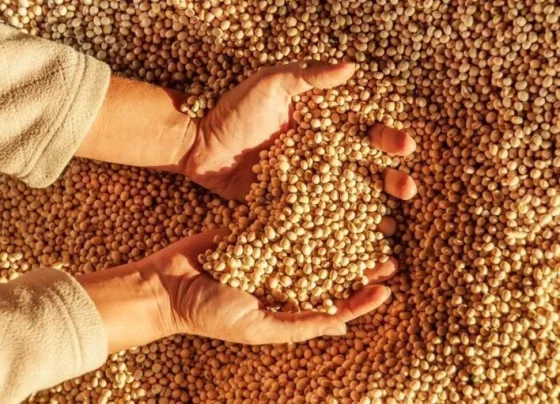 Saca de soja abriu agosto negociada a R$ 144,04 após atingir o maior valor do ano - Foto: Divulgação Croplife