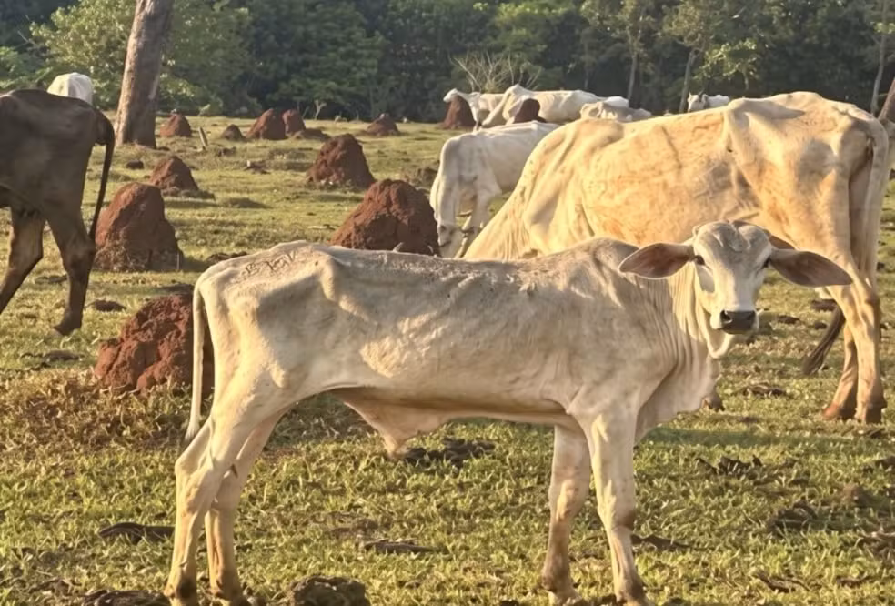 Bovinos em estado avançado de magreza foram encontrados durante fiscalização em fazenda de Cassilândia - Foto: MPMS
