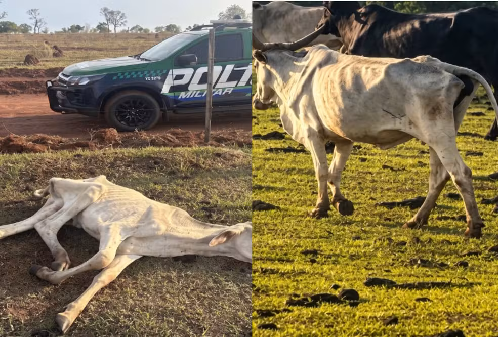 MP investiga maus-tratos após encontrar gado agonizando em fazenda de MS