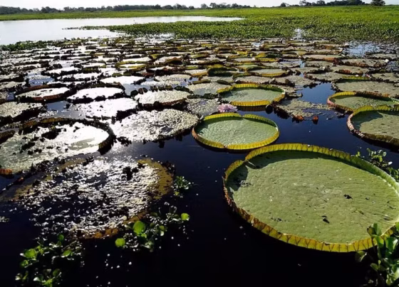 Pantanal aparece nos programas de sete candidatos ao governo de Mato Grosso do Sul nas eleições de 2026 - Foto: Wolves201/Wikimedia Commons