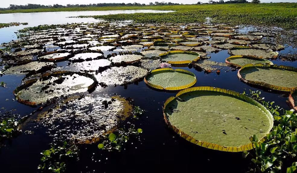 Pantanal entra nos planos de 7 candidatos ao governo de MS