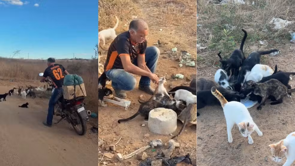 Empresário cuida há dez anos de cerca de 200 animais abandonados