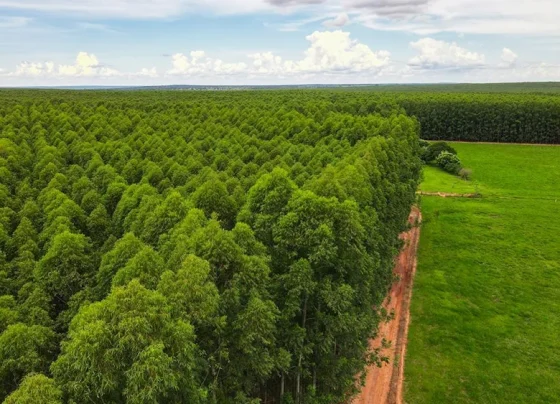 Eldorado Brasil realiza seleção presencial para operadores de colheita no dia 26 de agosto - Foto: Divulgação