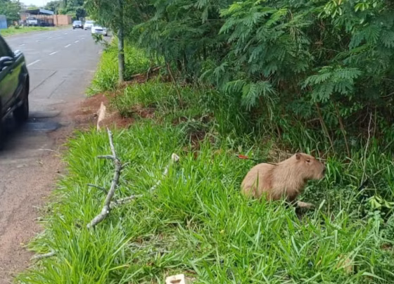 Capivara foi encontrada com uma flecha cravada no corpo em Campo Grande e entrou no rio antes do resgate - Foto: Osvaldo Nóbrega