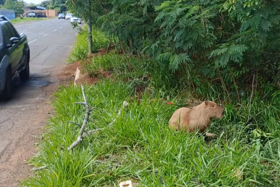Capivara ferida por flecha entra em rio e resgate é adiado em Campo Grande