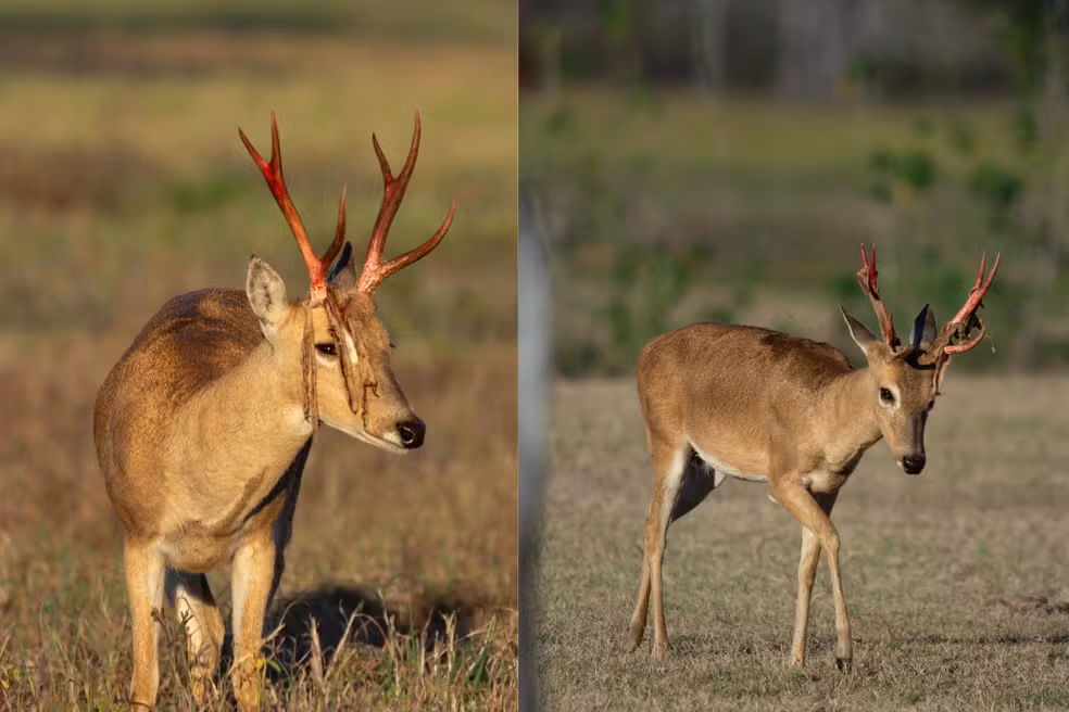 Veado-campeiro é flagrado em fase rara de renovação da galhada no Pantanal