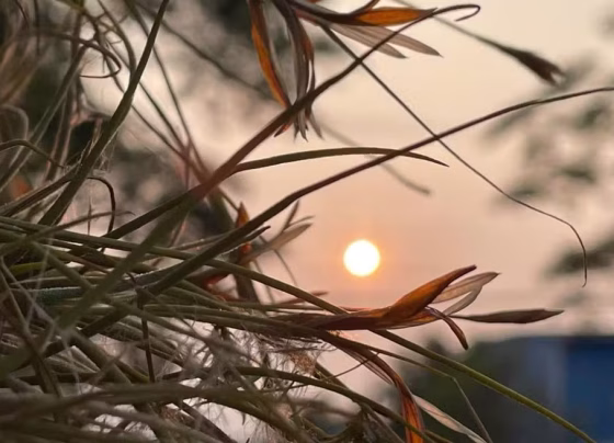 Mato Grosso do Sul entra em período de veranico com calor e baixa umidade nos próximos dias - Foto: Adriano Fernandes