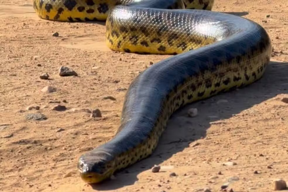 Sucuri gigante surpreende turistas durante passeio de barco no Pantanal