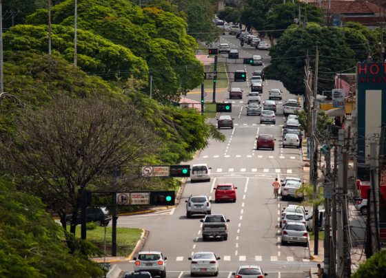 Campo Grande plantou 9.429 mudas de árvores em 2025 - Foto: CG Notícias