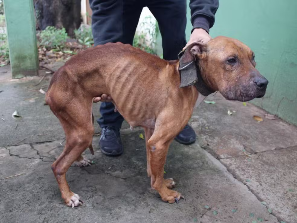 Cadelas foram resgatadas em situação extrema de abandono no Bairro Tiradentes, em Campo Grande - Foto: Divulgação