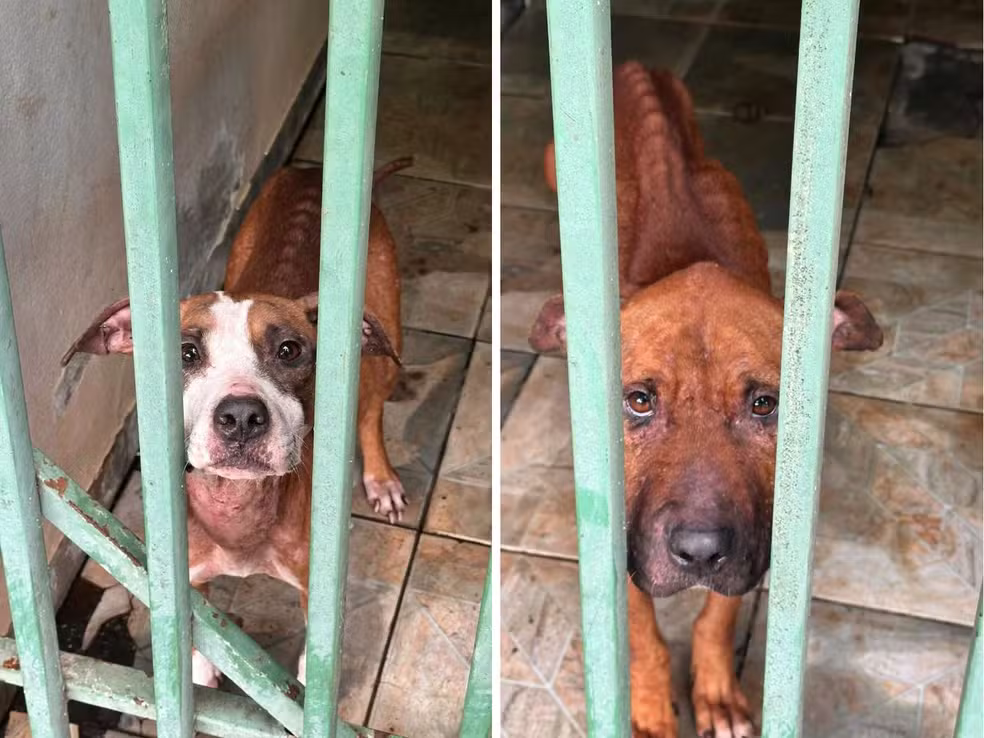 Animais apresentavam magreza acentuada e lesões pelo corpo quando foram encontrados - Foto: Divulgação