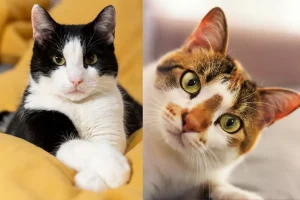 Concurso nacional recebe inscrições de gatos sem raça definida em quatro categorias de pelagem - Foto: Freepik