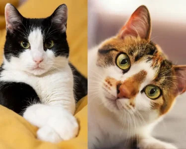 Concurso nacional recebe inscrições de gatos sem raça definida em quatro categorias de pelagem - Foto: Freepik