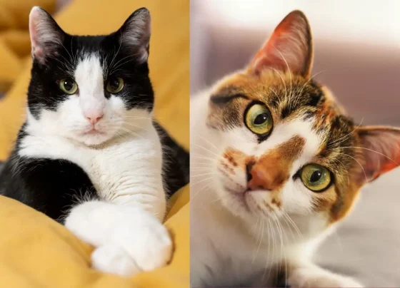 Concurso nacional recebe inscrições de gatos sem raça definida em quatro categorias de pelagem - Foto: Freepik