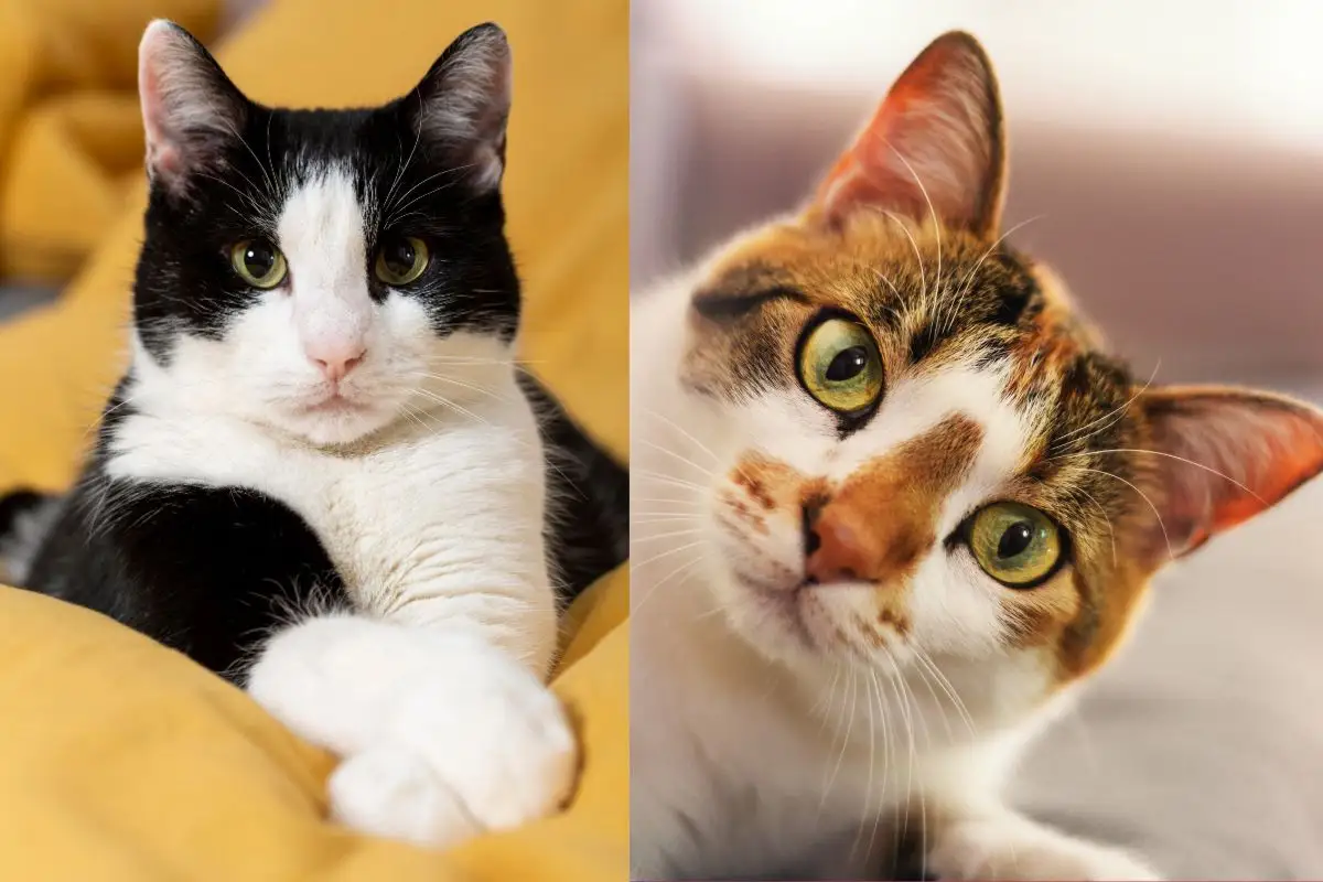 Concurso nacional recebe inscrições de gatos sem raça definida em quatro categorias de pelagem - Foto: Freepik