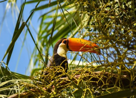 Campo Grande recebe fórum sobre turismo e conservação ambiental