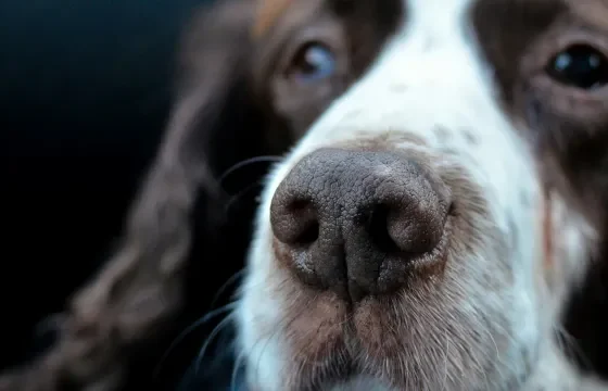 Alimentação de cães idosos precisa acompanhar as mudanças no gasto de energia e nas necessidades nutricionais - Foto: Stephen Noble/Unsplash