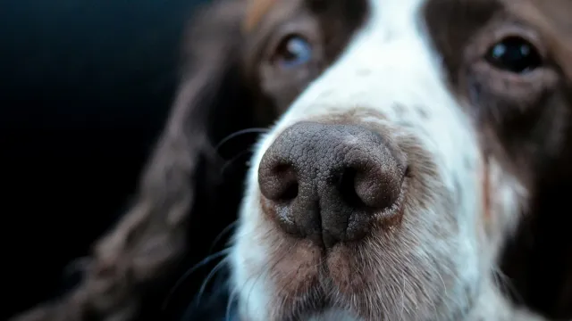 Alimentação para cães idosos: 6 cuidados importantes na terceira idade