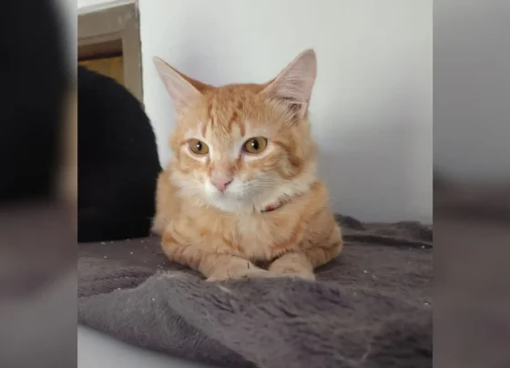 Gato Satanás foi encontrado após desaparecer por um dia no bairro Cabreúva, em Campo Grande - Foto: Arquivo Pessoal