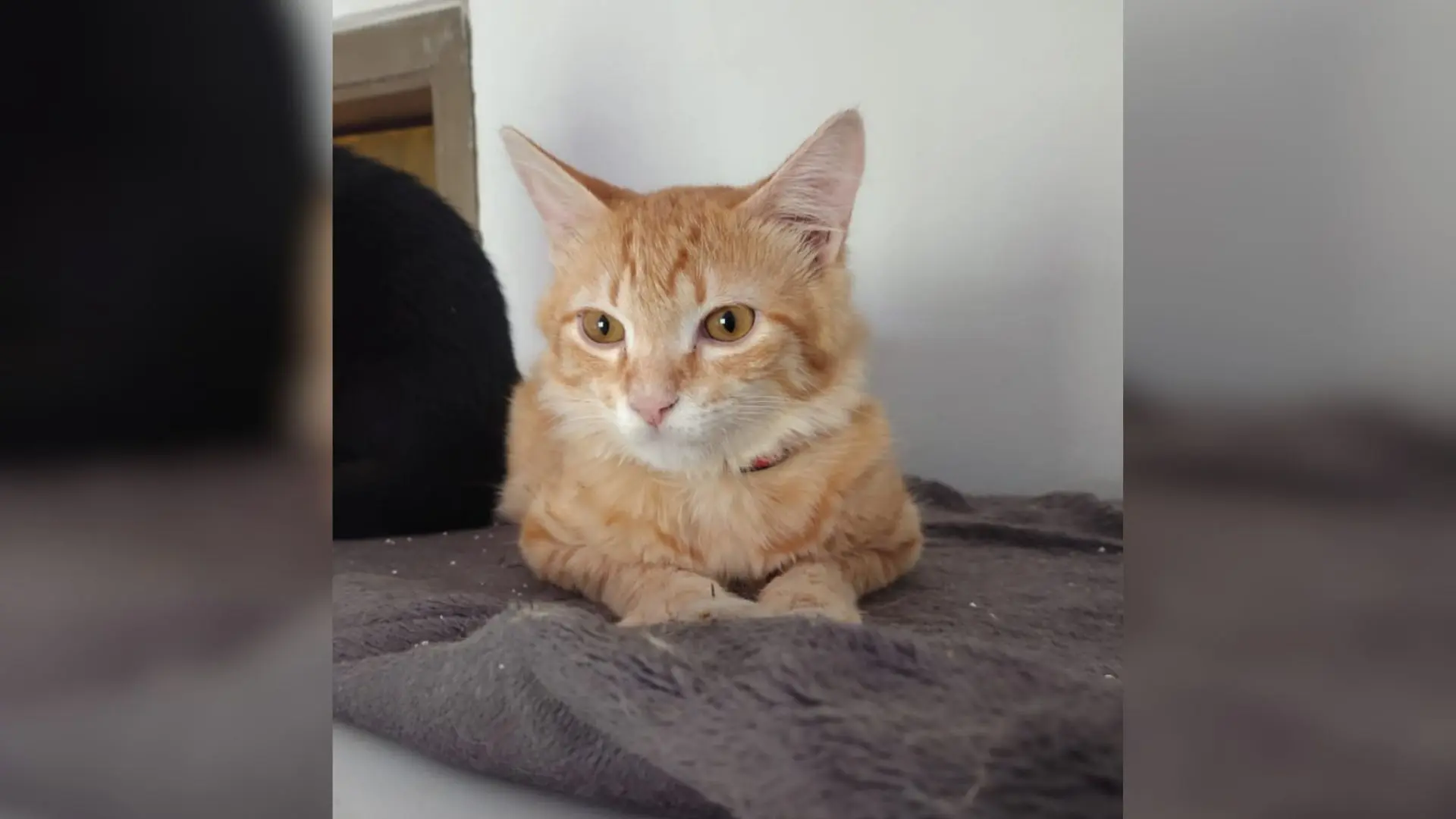 Gato Satanás é encontrado após sumiço de um dia em Campo Grande