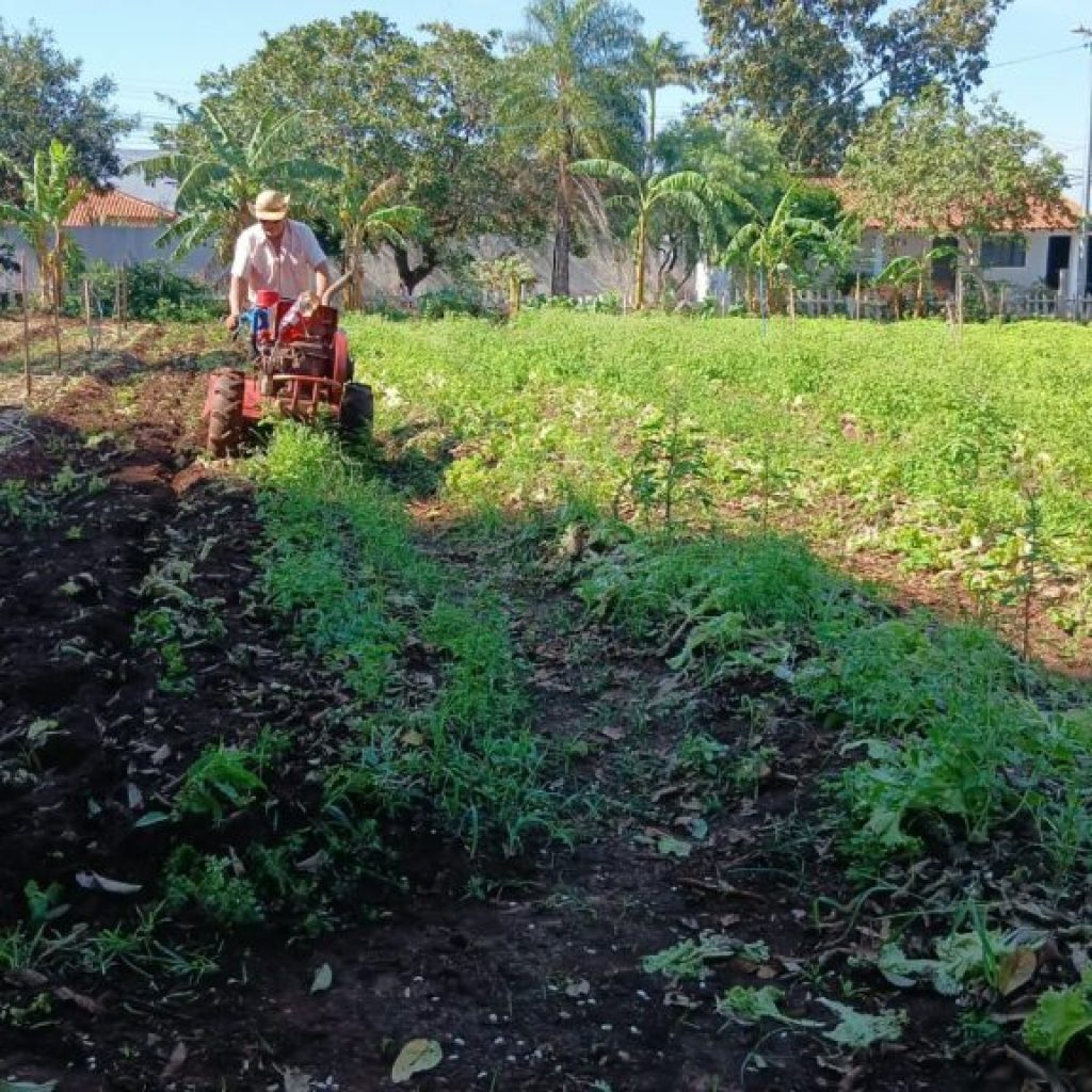 Horta urbana do FAC transforma produção em solidariedade
